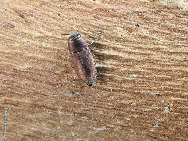 Anilara obscura, PL3178B, female, on Eucalyptus microcarpa, SL, 4.9 × 2.1 mm